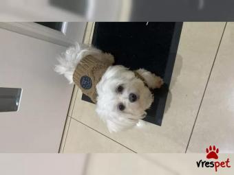 Ράτσα: Μαλτέζ - Maltese | Ηλικία: 2,5 μηνών | Φύλο: Θηλυκό | Αρ. Microchip: 87654987654 | Εκπαιδευμένο | Περιοχή: Πειραιάς, Αττική